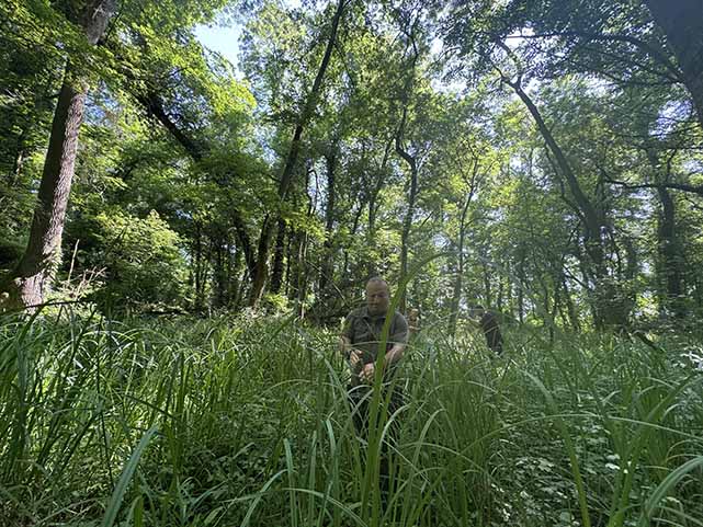 Samsun'da bitki ve mantar türlerinin bulunduğu ormanda sadece bilimsel çalışma yapılabiliyor