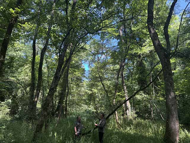 Samsun'da bitki ve mantar türlerinin bulunduğu ormanda sadece bilimsel çalışma yapılabiliyor