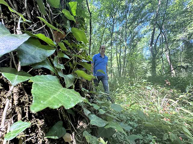 Samsun'da bitki ve mantar türlerinin bulunduğu ormanda sadece bilimsel çalışma yapılabiliyor