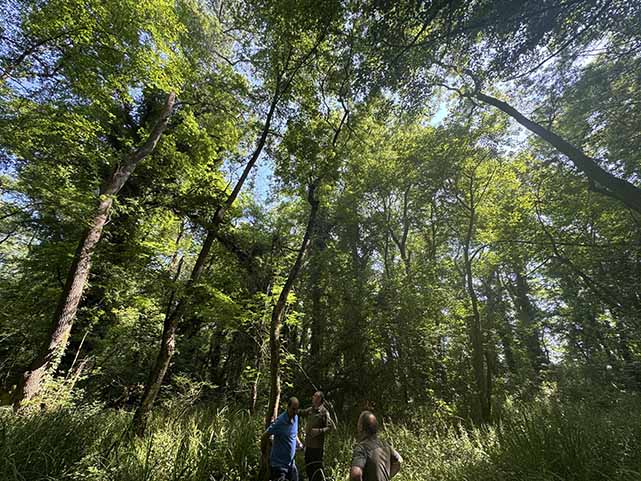 Samsun'da bitki ve mantar türlerinin bulunduğu ormanda sadece bilimsel çalışma yapılabiliyor