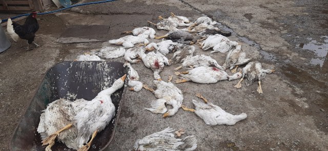 Samsun'da kazlarını otlatmaya götürdü! Gördüğü manzara karşısında şok oldu