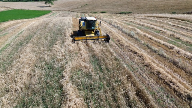 Samsun'da Bafra Ovası'nda hububat hasadı başladı