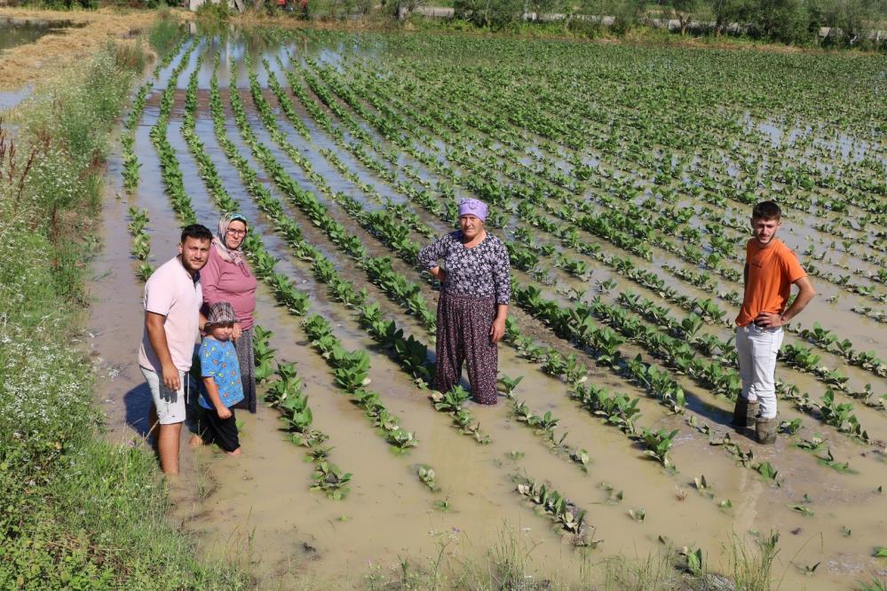 Bafra’da mahsuller sular altında: Üreticiler tepkili