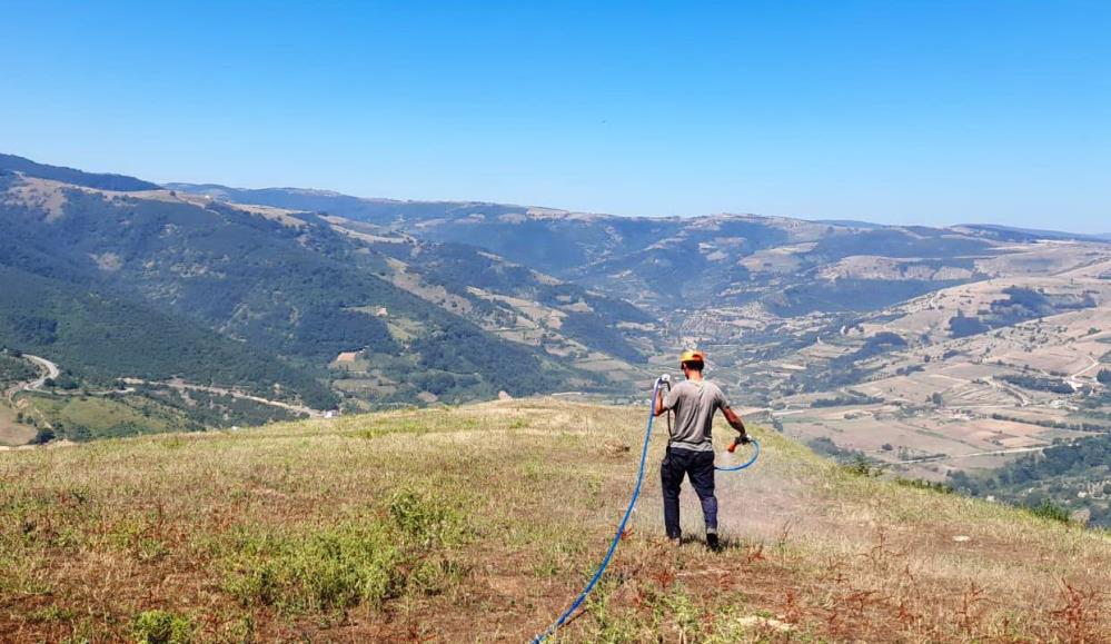 Samsun'da çekirge istilası