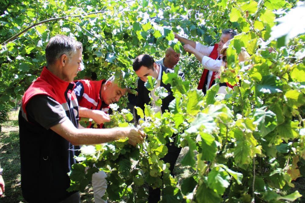 Samsun üretim merkezi olacak