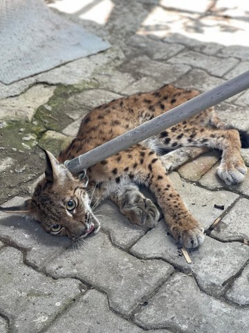 Evin bahçesine vaşak paniği