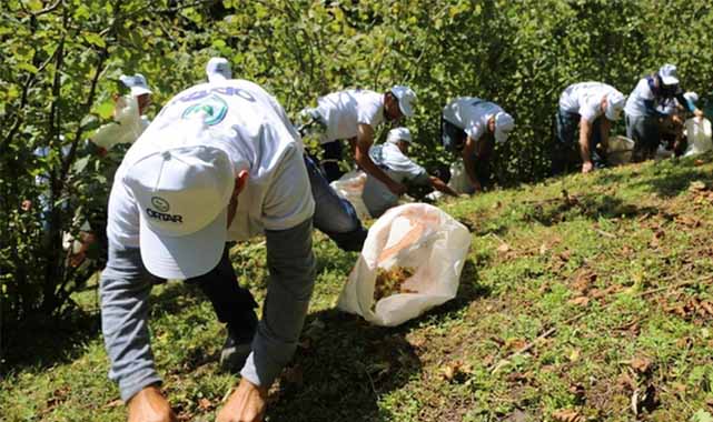 Samsun Terme'de işveren tepki gösterdi! Fındık yevmiyeleri düşürüldü