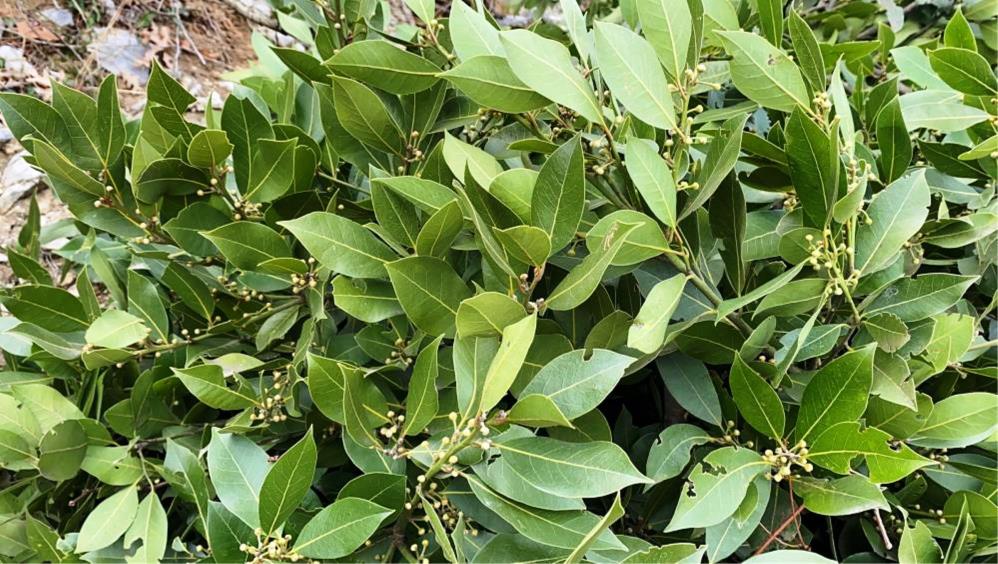 Samsun’da köylülerin gelir kapısı! Milyonlarca lira kazanıyorlar