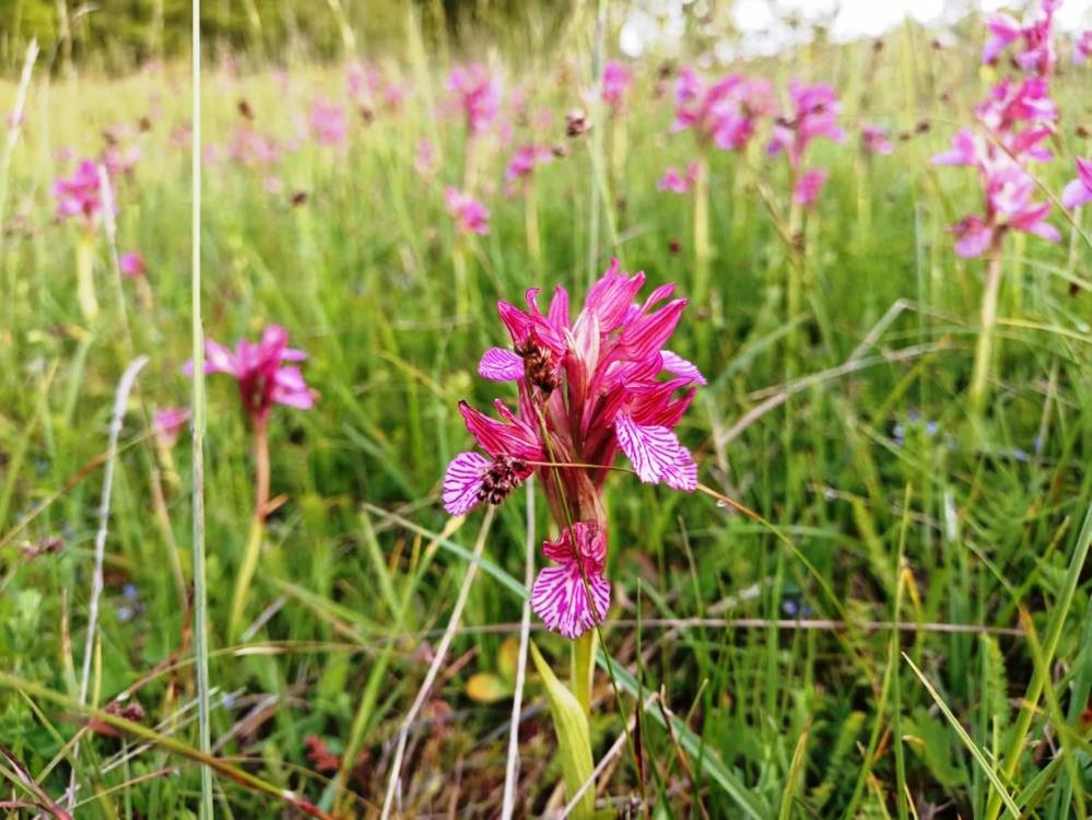 Samsun’da köylülerin gelir kapısı! Milyonlarca lira kazanıyorlar
