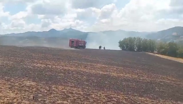 Samsun'da elektrik tellerine çarpan kartal yangın çıkarttı! Alevler hızla yayıldı