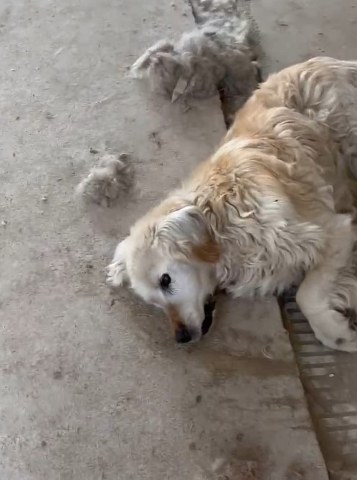 Hayvanseverin iddiası ortalığı karıştırdı! Barınakta köpekler açlık ve susuzluktan ölüyor