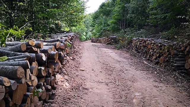 Samsun'da doğa katliamı! Şahin Dağları'ndan sonra Dürtmen Dağları'nda da altın aranacak