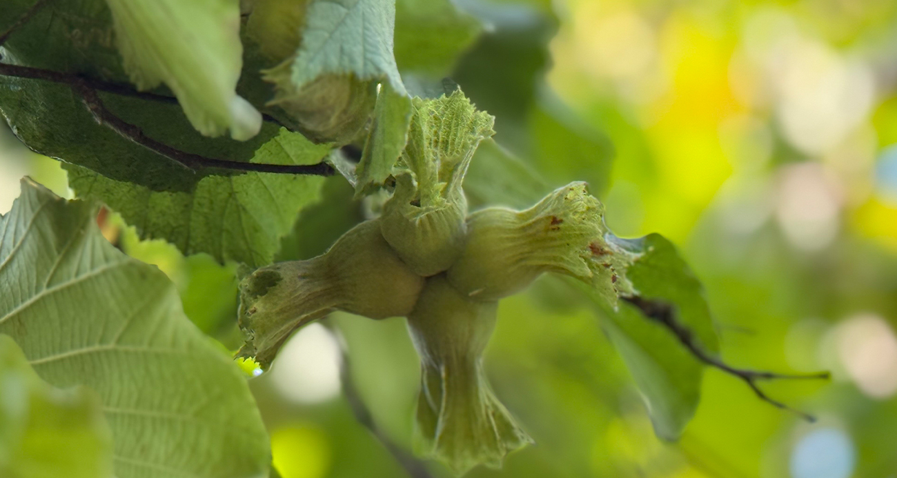 TMO fındık alım fiyatlarını açıkladı! İşte rakamlar