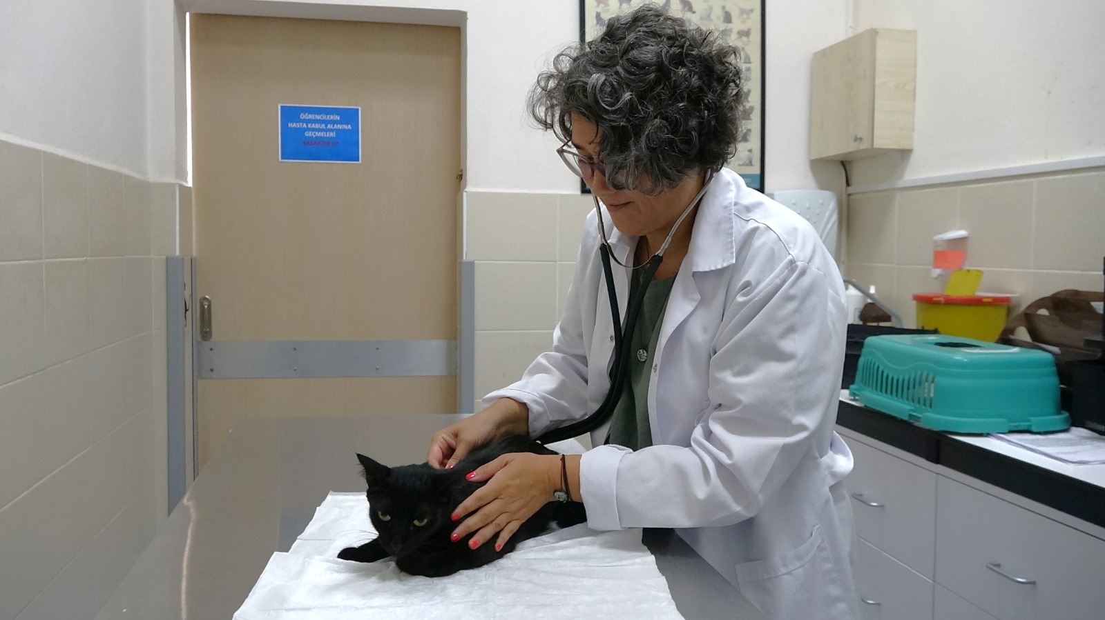 OMÜ'de Doç. Dr.'dan kritik uyarı! Hayvanları serinletmek için yıkamayın