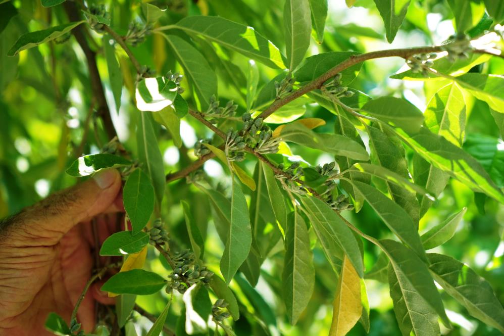Emekli öğretmenin Samsun’daki tropikal bahçesi! 50 ülkeden 200 çeşit meyve-sebze