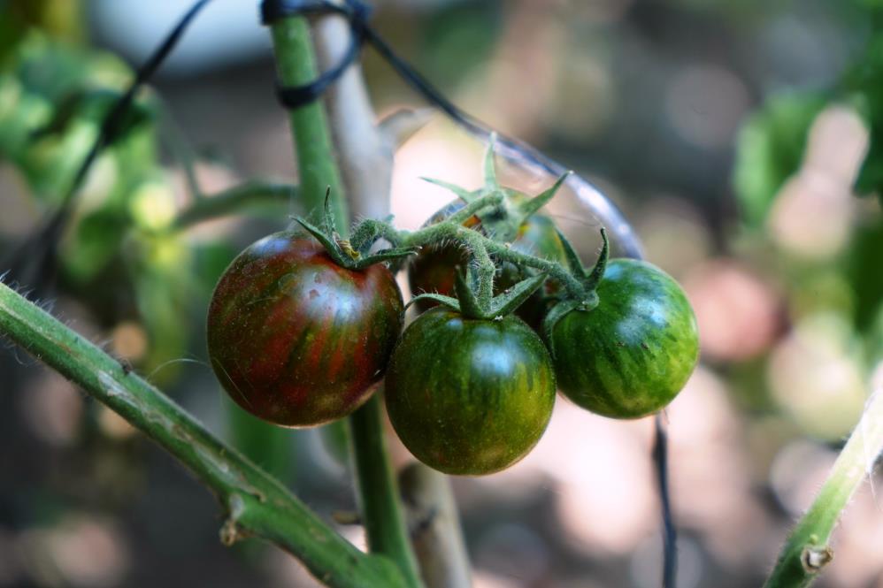 Emekli öğretmenin Samsun’daki tropikal bahçesi! 50 ülkeden 200 çeşit meyve-sebze