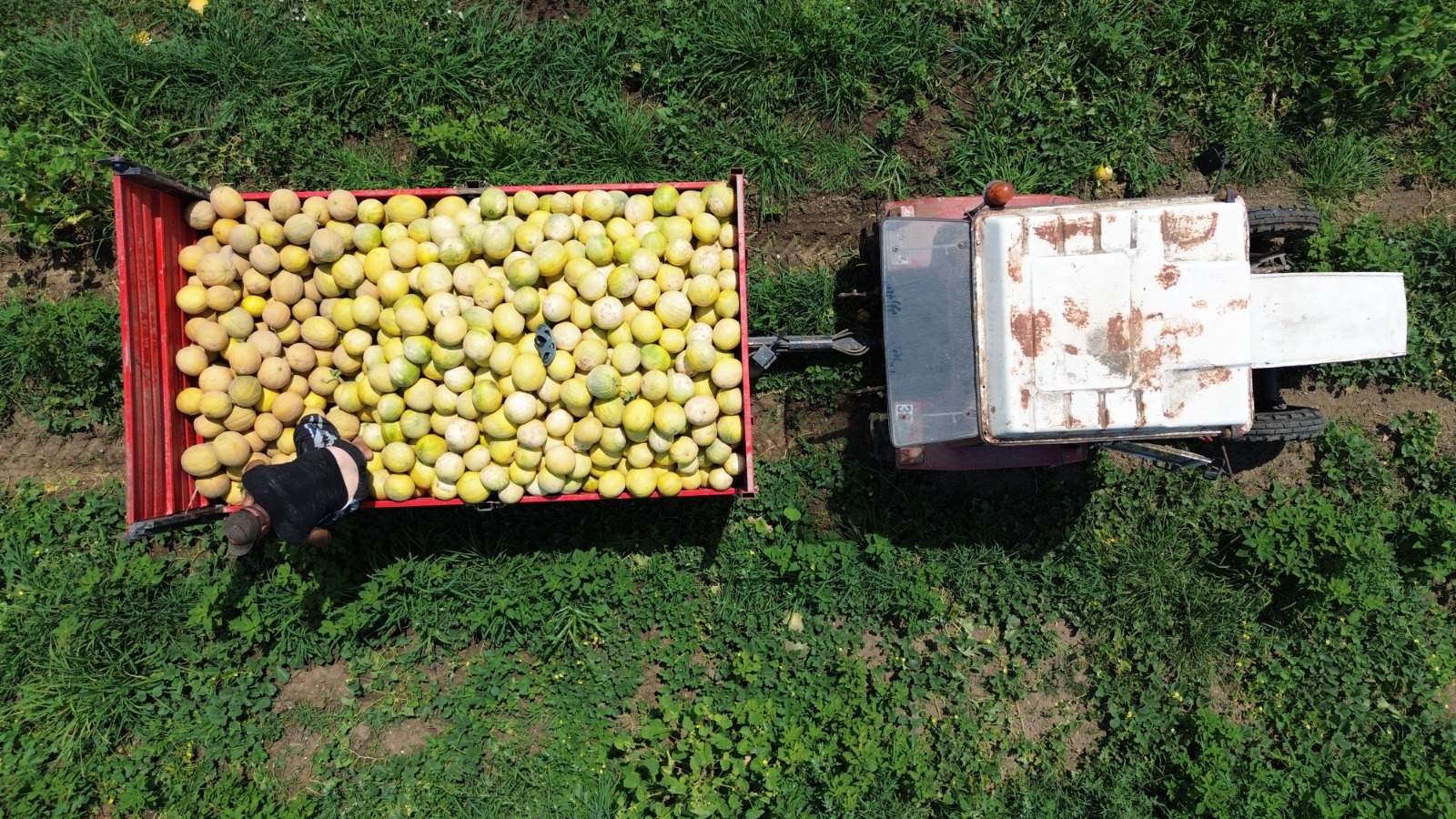 Samsun’da Süheyla kavununun kilosu tarlada 12 lira