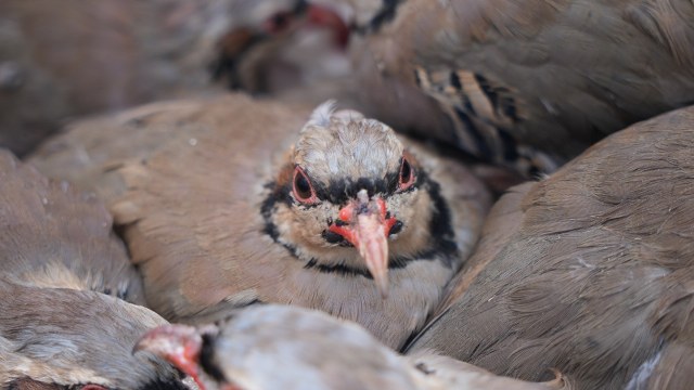 Samsun'da yetiştirilen sülünler, keneyle mücadele için doğaya salındı