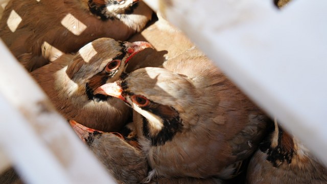 Samsun'da yetiştirilen sülünler, keneyle mücadele için doğaya salındı