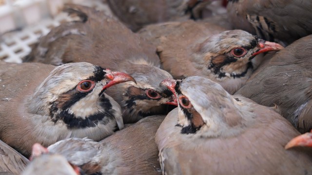 Samsun'da yetiştirilen sülünler, keneyle mücadele için doğaya salındı