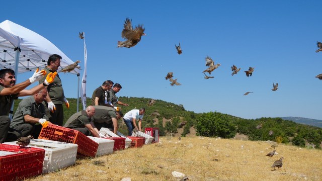 Samsun'da yetiştirilen sülünler, keneyle mücadele için doğaya salındı