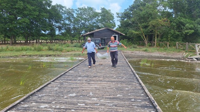 Kızılırmak Deltası'ndaki Çernek Gölü'ne 6 bin yavru sazan bırakıldı