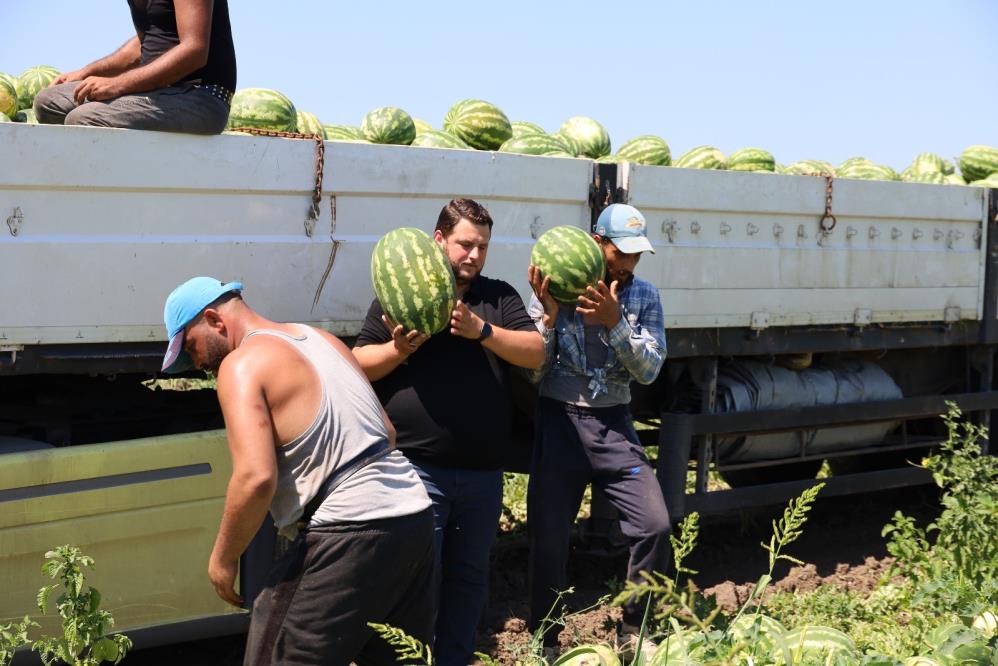 Samsun'da üretici kazanamıyor! Karpuz tarlada 2, markette 8,5 TL