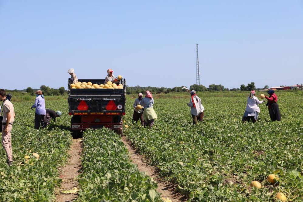 Samsun'da üretici kazanamıyor! Karpuz tarlada 2, markette 8,5 TL