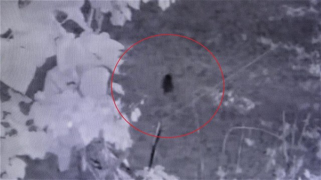 Harmana giren domuz fındıkları yedi