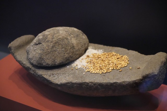 Samsun'da 3 bin yıllık fındık bulundu!