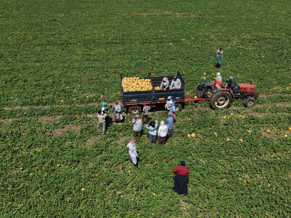 Samsun Bafra Ovası'nda kadın işçilerin toprakla mücadelesi
