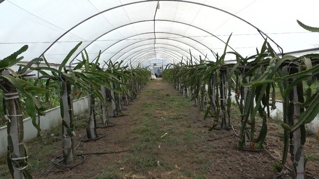 Samsun'da kadın girişimci ejder meyvesinde zayiat vermedi