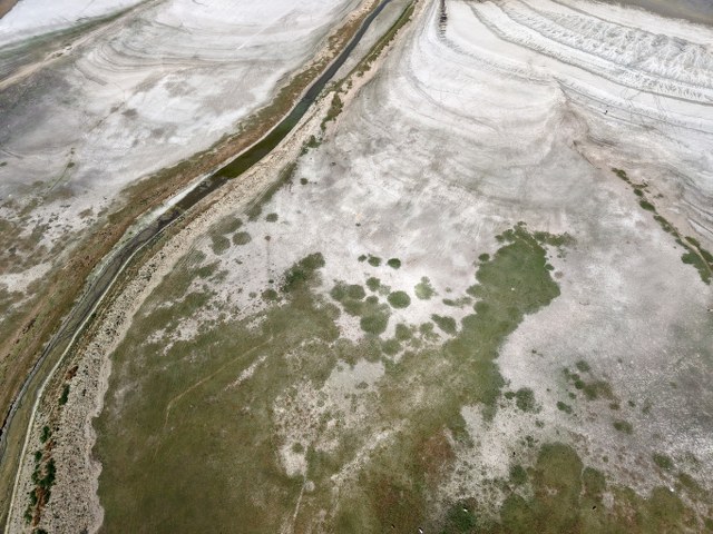 Samsun'da kuraklık alarmı! Ladik Gölü'nde inekler otluyor