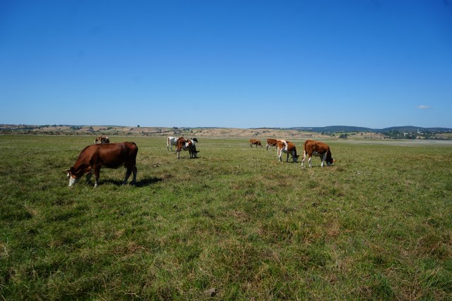Samsun'da kuraklık alarmı! Ladik Gölü'nde inekler otluyor
