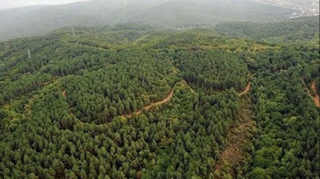 Samsun'da ormanların talan edildiği iddiasına resmi açıklama geldi
