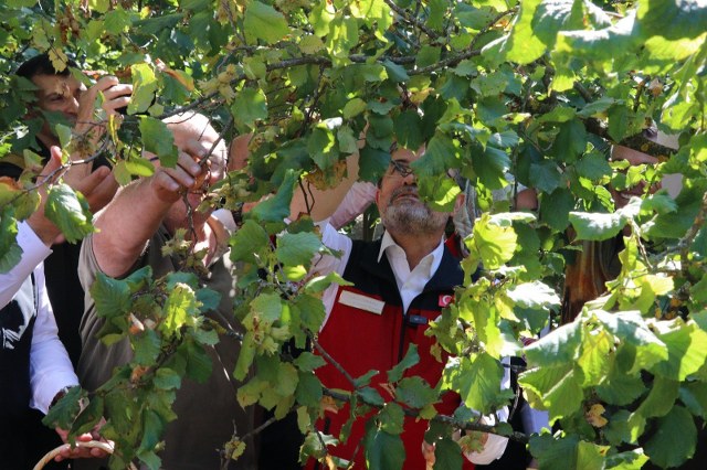 Bakan Yumaklı'dan fındıkta zirai don tazminatlarıyla ilgili açıklama