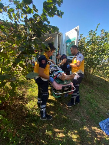 Samsun'da pat pat fındık bahçesine devrildi! 1 yaralı
