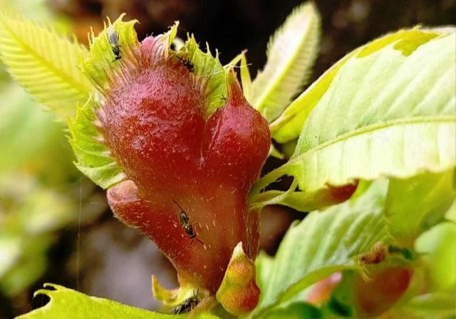 Samsun'da orman katiline savaş açıldı