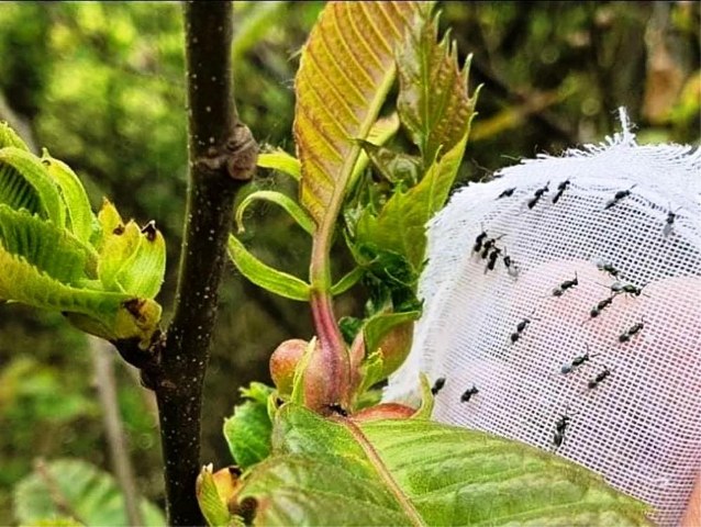 Samsun'da orman katiline savaş açıldı