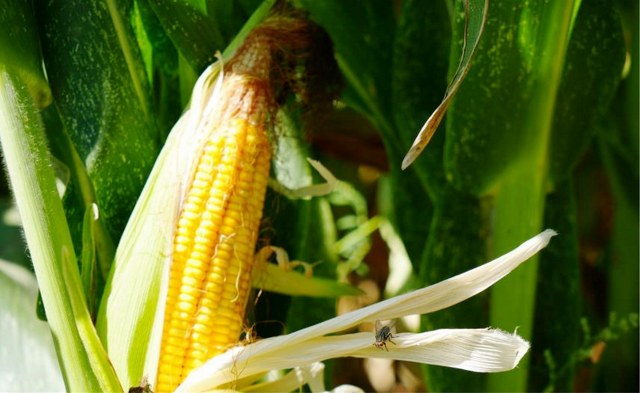 Türkiye’nin hayvancılık yemleri Samsun’dan