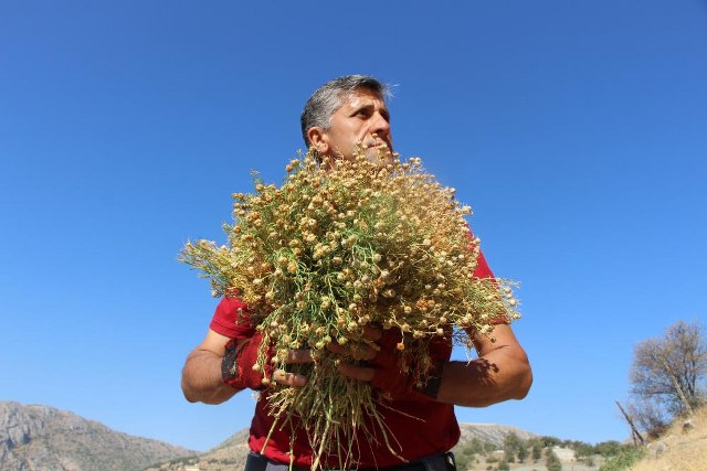 Dağ yamaçlarından topluyor, buketini 100 TL’den satıyor