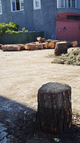 Samsun Atakum Taflan Yalı Cami'ndeki ağacı imam kestirdi iddiası! Vatandaşlardan imama tepki