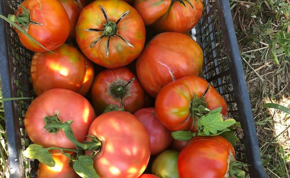 Samsun'da ata tohumlarından domates üretiyor