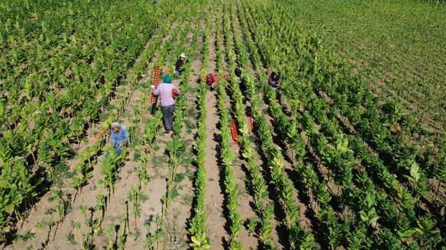 Samsun'da tütün hasadı devam ediyor