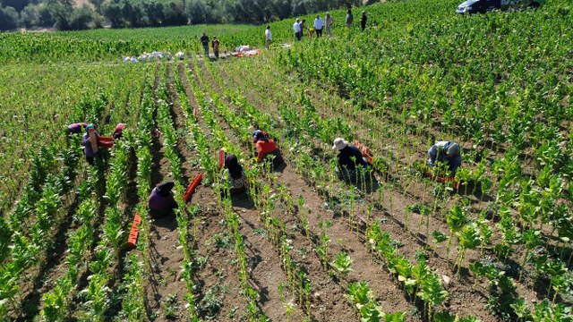 Samsun'da tütün hasadı devam ediyor
