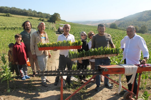 Samsun'da tütün hasadı devam ediyor