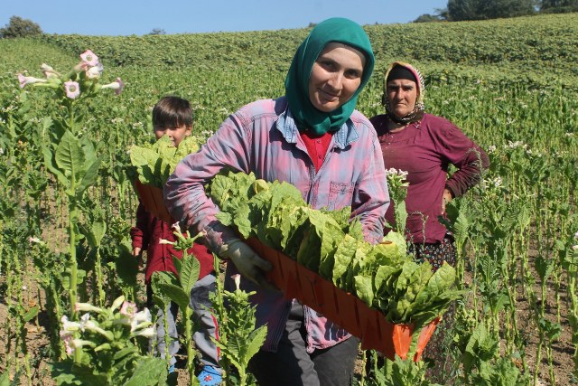 Samsun'da tütün hasadı devam ediyor