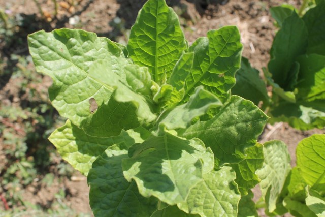 Samsun'da tütün hasadı devam ediyor