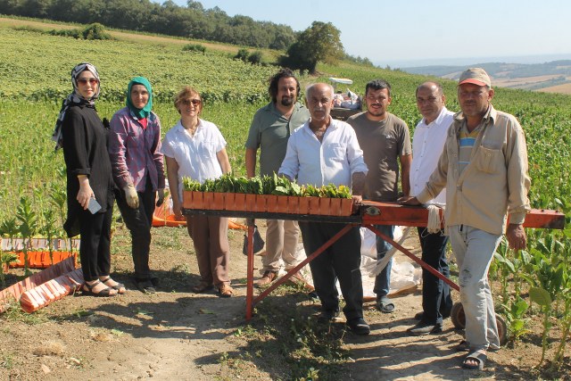 Samsun'da tütün hasadı devam ediyor