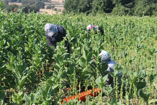 Samsun'da tütün hasadı devam ediyor